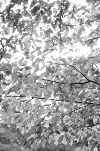 In the Woods 1
