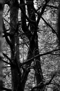 In the Woods 3