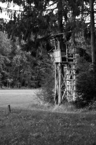 In the Woods 4