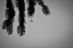 In the Woods 7