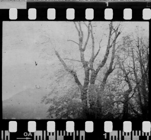 One more roll developed... 2