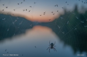 Zbilje and some spiders 12