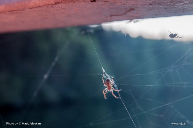 20150424  DSC8720 773x513 - Zbilje and some spiders