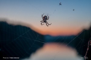 Zbilje and some spiders 14