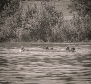 Photo: Matic Jelovčan, www.mj-d.si © Some Rights Reserved (CreativeCommons BY-NC-SA)