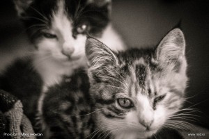 Photo: Matic Jelovčan, www.mj-d.si © Some Rights Reserved (CreativeCommons BY-NC-SA)