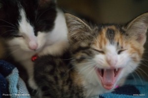 Photo: Matic Jelovčan, www.mj-d.si © Some Rights Reserved (CreativeCommons BY-NC-SA)