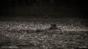 Photo: Matic Jelovčan, www.mj-d.si © Some Rights Reserved (CreativeCommons BY-NC-SA)