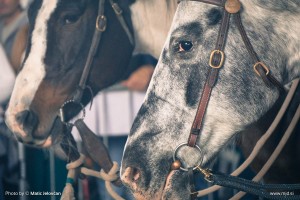 Fieracavalli 2015 16