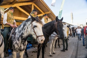 Fieracavalli 2015 33