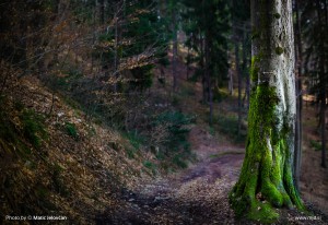 Hiking to Planica, Kranj 16