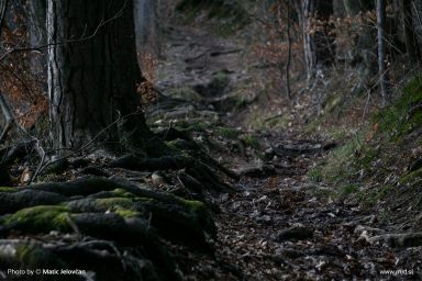20160304 DSC07336 384x256 - This last friday hike